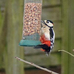 woodpecker chediston
